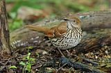 Brown Thrasherborder=