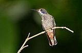 Brown Violetear