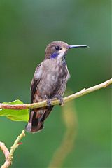 Brown Violetear