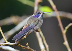 Brown Violetear