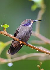 Brown Violetear