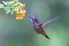 Brown Violetear