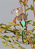 Budgerigar