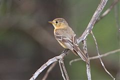 Buff-breasted Flycatcher