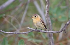 Buff-breasted Flycatcher