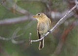 Buff-breasted Flycatcher