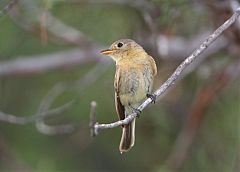 Buff-breasted Flycatcher