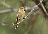 Buff-breasted Flycatcher