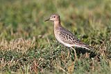 Buff-breasted Sandpiper