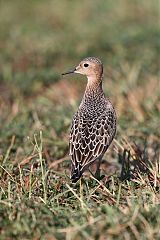 Buff-breasted Sandpiper