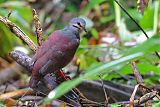 Buff-fronted Quail-Doveborder=