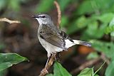 Buff-rumped Warbler