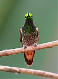 Buff-tailed Coronetborder=