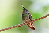 Buff-tailed Coronet