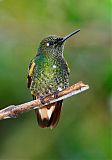 Buff-tailed Coronet