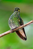 Buff-tailed Coronet