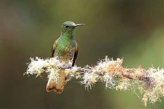 Buff-tailed Coronet