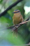 Buff-throated Foliage-gleanerborder=