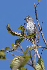 Buff-throated Purpletuft