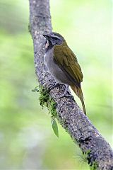 Buff-throated Saltator