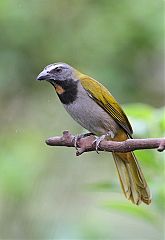 Buff-throated Saltator