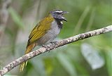 Buff-throated Saltatorborder=