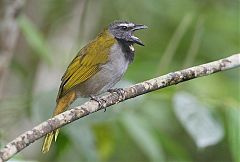 Buff-throated Saltator