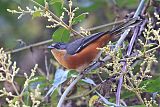 Buff-throated Warbling Finchborder=