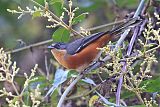 Buff-throated Warbling-Finchborder=