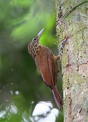 Buff-throated Woodcreeper