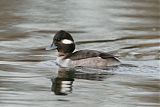 Bufflehead