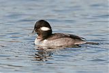 Bufflehead