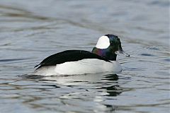 Bufflehead