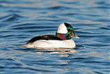 Bufflehead