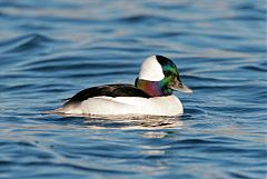 Bufflehead