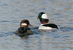 Bufflehead