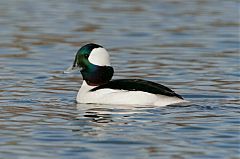 Bufflehead