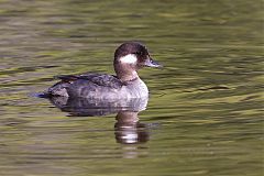 Bufflehead