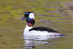 Bufflehead