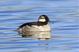 Bufflehead