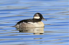 Bufflehead