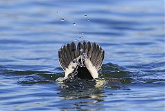 Bufflehead