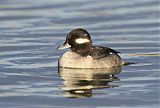 Bufflehead