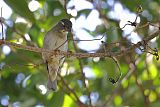 Buffy-fronted Seedeater