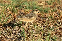 Buffy Pipit