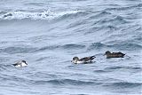 Buller's Shearwaterborder=