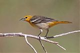 Bullock's Oriole