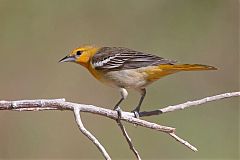 Bullock's Oriole