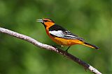 Bullock's Oriole