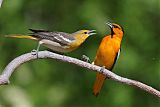 Bullock's Oriole